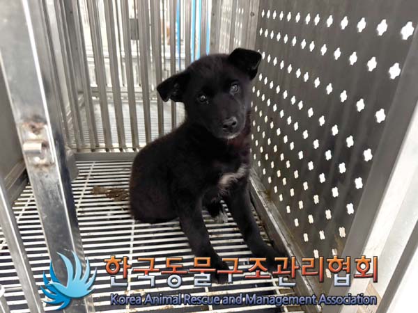 한국동물구조관리협회_441409202401630